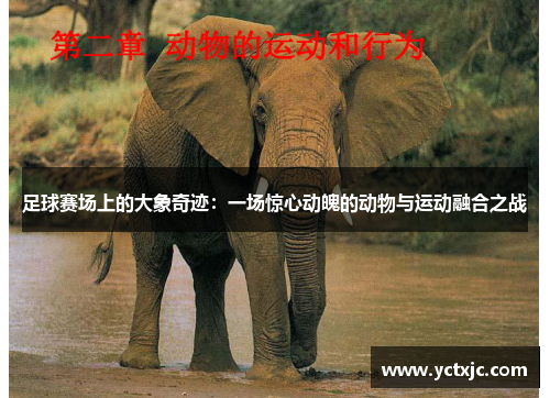 足球赛场上的大象奇迹：一场惊心动魄的动物与运动融合之战